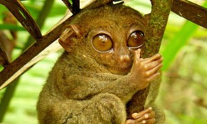 Tarsier